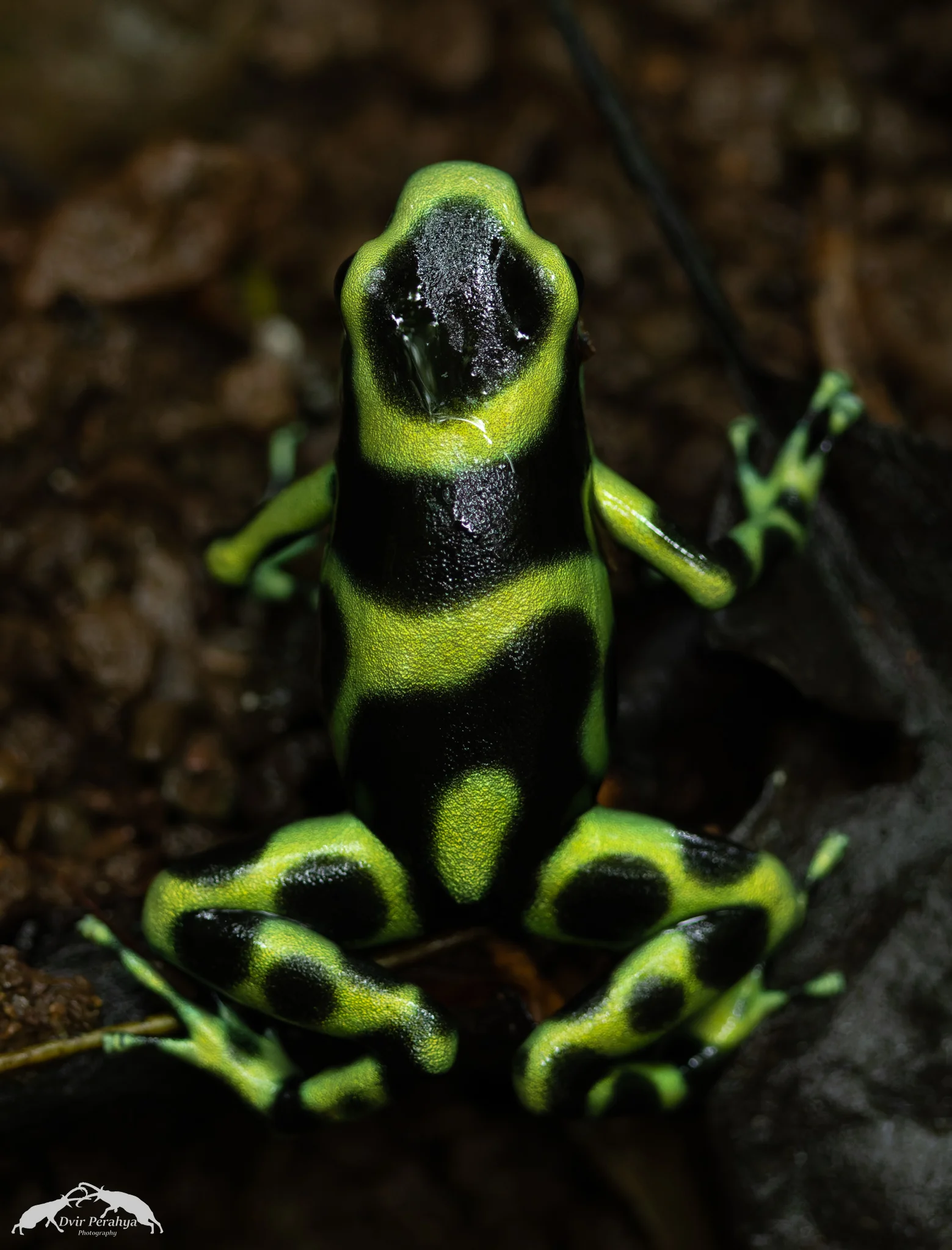Green poison dart frog, Rainmaker